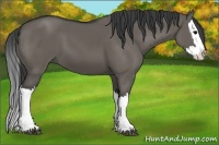 Horse Color:Grullo Splash 