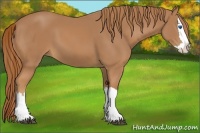 Horse Color:Unknown 