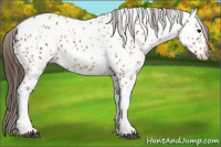 Horse Color:Bay Appaloosa 