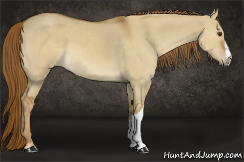 Horse Color:Red Dun 