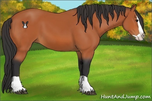 Horse Color:Bay Splash 