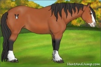 Horse Color:Bay Splash 
