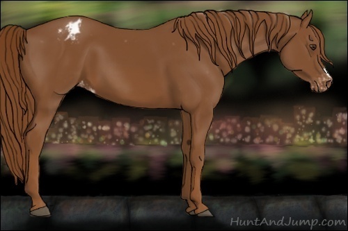 Horse Color:Chestnut Appaloosa