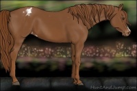 Horse Color:Chestnut Appaloosa