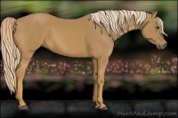 Horse Color:Palomino 