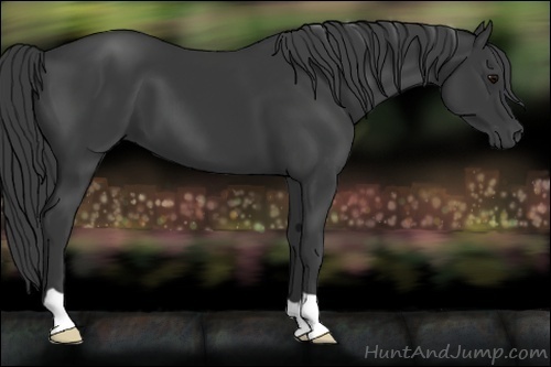Horse Color:Black 