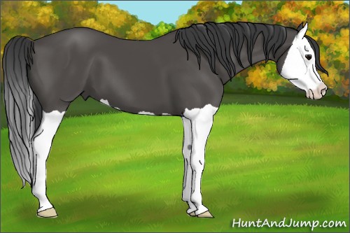 Horse Color:Black Splash