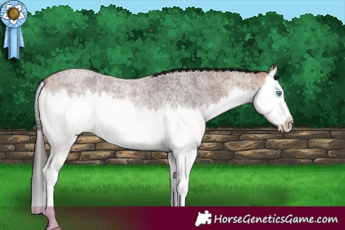 Horse Color:Bay Roan Splash 