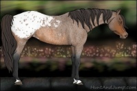 Horse Color:Bay Roan Appaloosa 