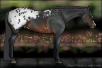 Horse Color:Brown Appaloosa