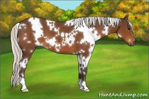 Horse Color:White Spotted Silver Bay 
