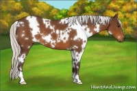Horse Color:White Spotted Silver Bay