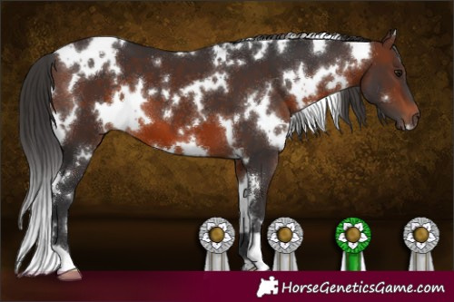 Horse Color:White Spotted Brown