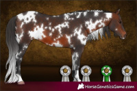 Horse Color:White Spotted Brown 