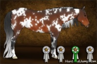 Horse Color:White Spotted Brown 
