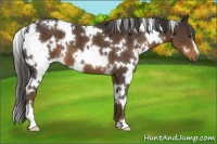 Horse Color:White Spotted Liver Chestnut