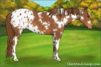 Horse Color:White Spotted Chestnut Appaloosa 