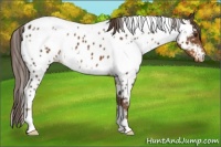 Horse Color:White Spotted Liver Chestnut Appaloosa 