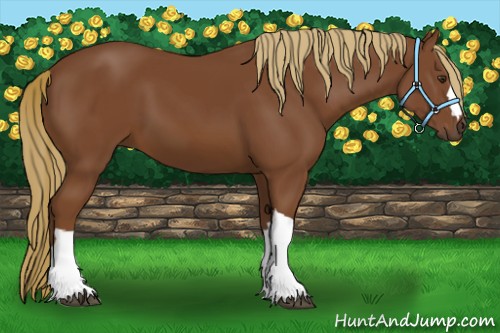 Horse Color:Chestnut 