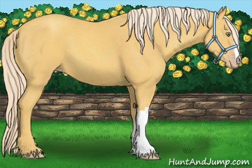 Horse Color:Gold Cream Champagne 