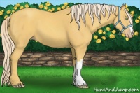 Horse Color:Gold Cream Champagne
