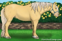 Horse Color:Gold Cream Champagne 