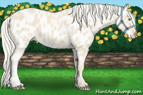 Horse Color:Cremello Near Leopard