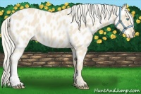 Horse Color:Cremello Near Leopard