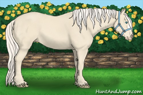 Horse Color:Cremello 