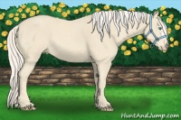 Horse Color:Cremello 