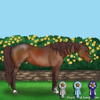 Horse Color:Chocolate Brown Sabino 
