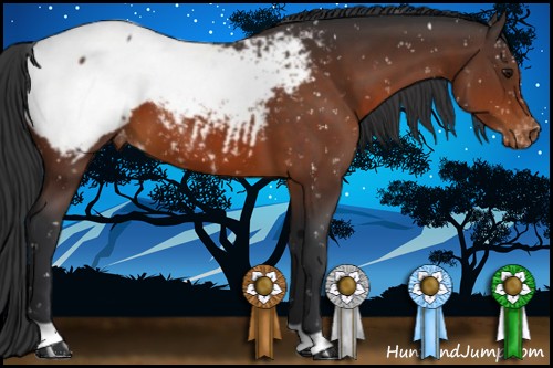 Horse Color:Brown Appaloosa 