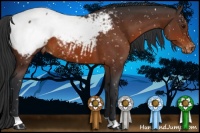 Horse Color:Brown Appaloosa