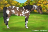 Horse Color:White Spotted Bay 