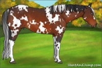 Horse Color:White Spotted Bay 