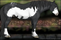 Horse Color:Black Frame Appaloosa