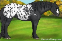 Horse Color:Black Blanket 