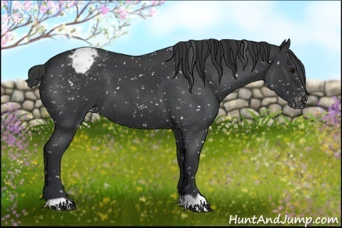 Horse Color:Blue Roan Appaloosa 