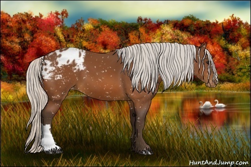 Horse Color:Silver Bay Appaloosa 