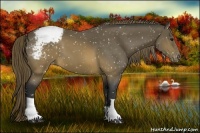 Horse Color:Buckskin Appaloosa 