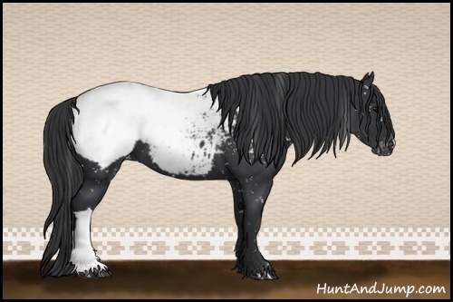 Horse Color:Black Appaloosa 