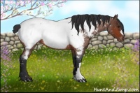 Horse Color:Bay Roan Appaloosa