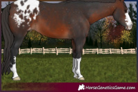 Horse Color:Brown Appaloosa