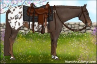 Horse Color:Liver Chestnut Appaloosa 