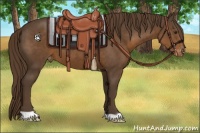 Horse Color:Liver Chestnut Appaloosa