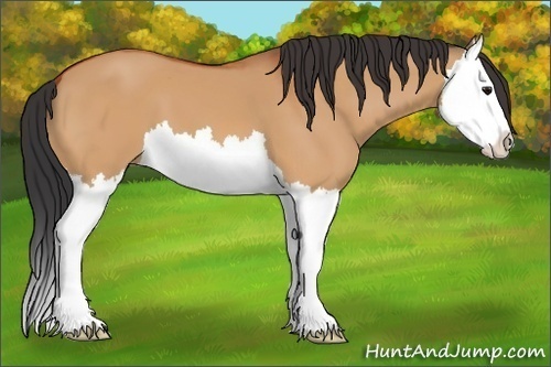 Horse Color:Bay Dun Splash