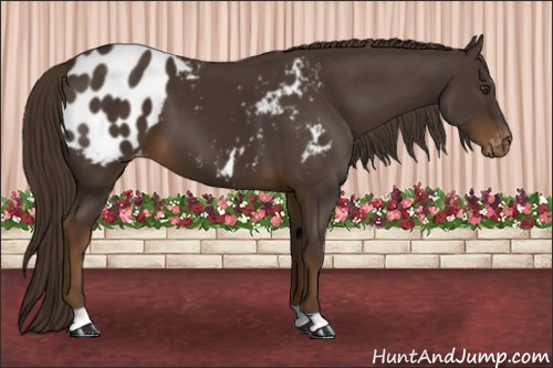 Horse Color:Liver Chestnut Appaloosa 
