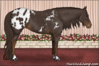 Horse Color:Liver Chestnut Appaloosa 