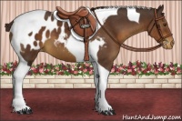 Horse Color:Liver Chestnut Tobiano Appaloosa
