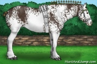 Horse Color:White Spotted Liver Chestnut